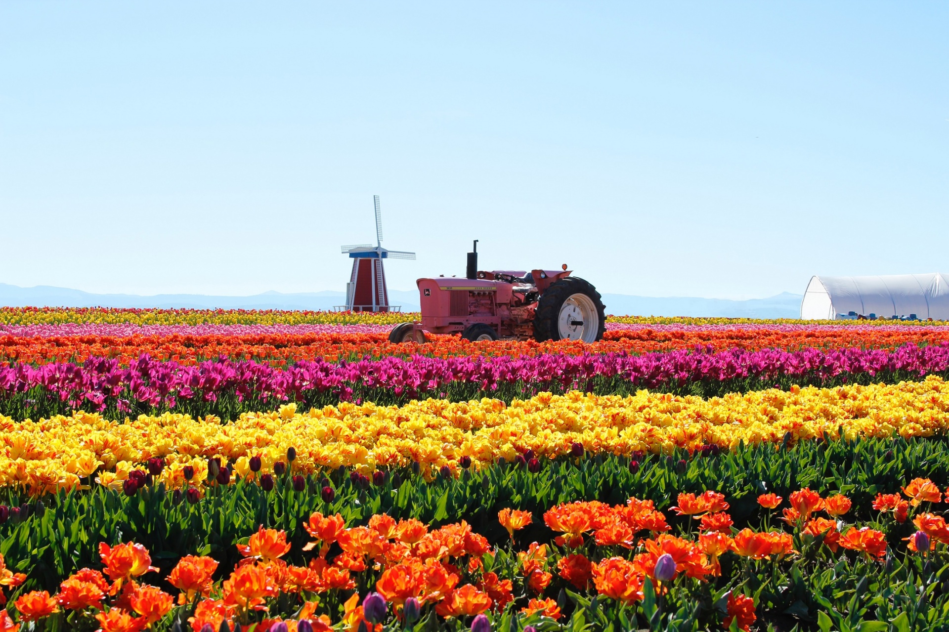 Oregon Tulip Farm