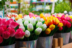 Wooden tulips in buckets on local market in Amsterdam