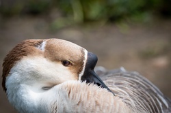 Chinese Mute Goose, Swan