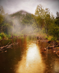 Rain In The Forest.