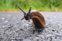 Brown slug on the road