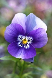 Pansy Blossom Flower Garden