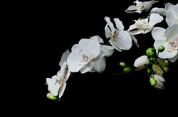White Orchid On The Black Background