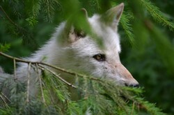 A white wolf hiding under the cover of pine branches