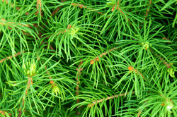 Fresh green needles background image