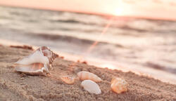 Sea shells in the sea shores