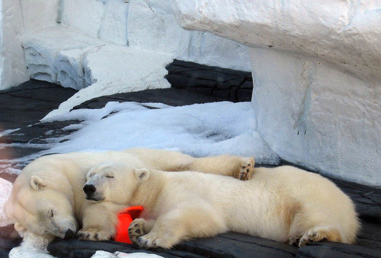 Two Polar Bears sleeping at Sea World, San Diego, California, USA