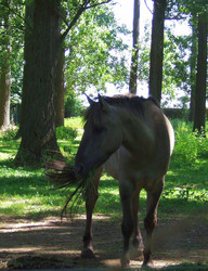 Sorraia horse in the forest