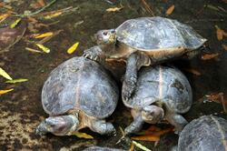 Tortoise pyramid