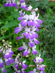 California native wildflower Chinese Houses (Collinsia heterophylla Scrophulariaceae) in bloom 