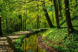 Forest In Skipton