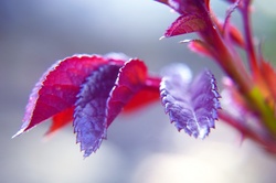 Rose plant new growth photo background