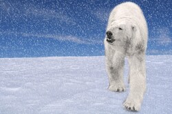 Polar bear on snow