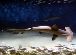 Portrait of a Hammerhead Shark