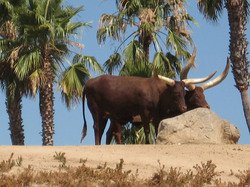 Watusi Cattle