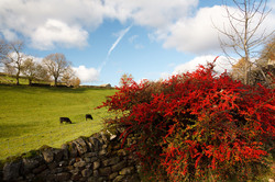 Autumn landscape on British countryside