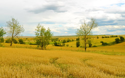 Golden wheat fields