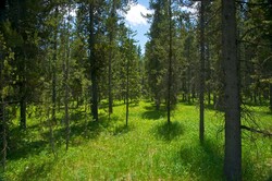 Meadow bordered by pine trees in the American Rocky Mountains.