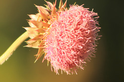 Nodding Thistle or musk thistle profile