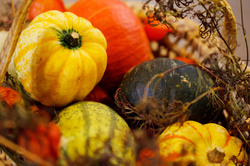 Colorful pumpkin autumn harvest in a basket