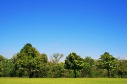 Trees, lawn and sky