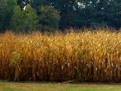 Farm with crop of ripe corn