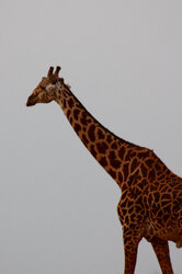 Giraffe in Tsavo