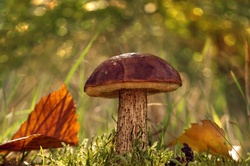 Mushrooms Edible Food Forest