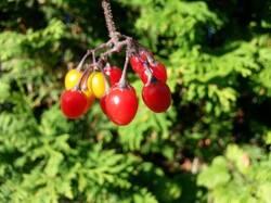 Red berry of Bittersweet Nightshade