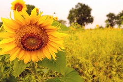 Sunflower Autumn Thanksgiving Day Flowers Photography Nature