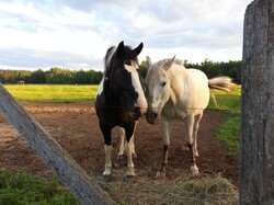 Two horses friends