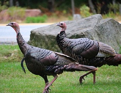 Photo of two wild turkeys