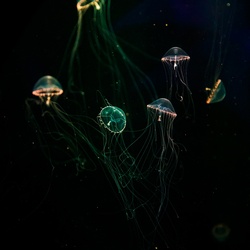 Bioluminescent jellyfish at night