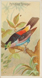 Paradise Tanager Birds of the Tropics 1889 Public Domain