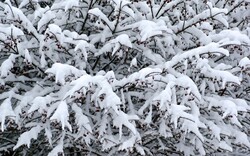 White glistening blanket of snow covers the branches of a pile of bushes