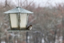 A chipping sparrow sitting on a bird feeder as it snows.