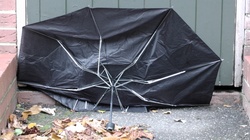 Windswept Umbrella