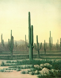 Colder Cactus Desert Landscape Vintage Art Painting