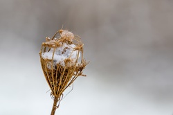 Snow is trapped in a dried flower