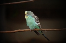 Budgies turquoise blue small parrots birds in aviary in the zoo