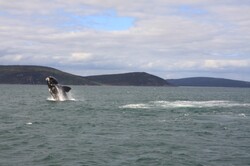 Whale Breaching