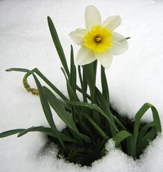 Daffodil In The Snow