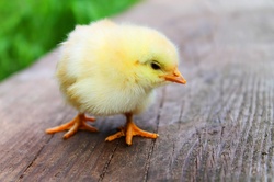 Adorable Chick