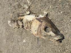 Dead Fish, Rotting Carcass