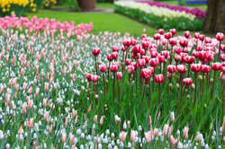 Blooming flower garden in spring