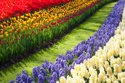 A green path through flower beds in Keukenhof