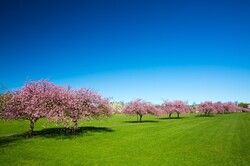 Spring in a park on a beautiful day