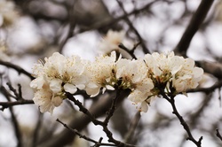 Close-up of the beautiful white blossoms of a wild plum tree in the Oklahoma springtime.