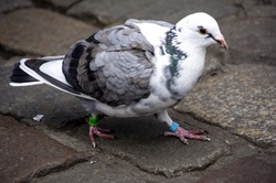 White, black and gray bird walking on the cobblestone street in Ghent, Belgium