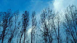 Poplars In The Evening